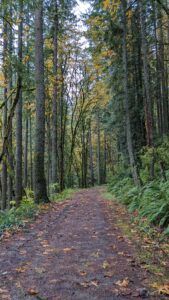 walking through the trees, fall leaves on the ground