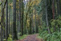 walking through the trees, fall leaves on the ground